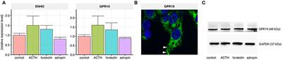 Adropin Stimulates Proliferation and Inhibits Adrenocortical Steroidogenesis in the Human Adrenal Carcinoma (HAC15) Cell Line